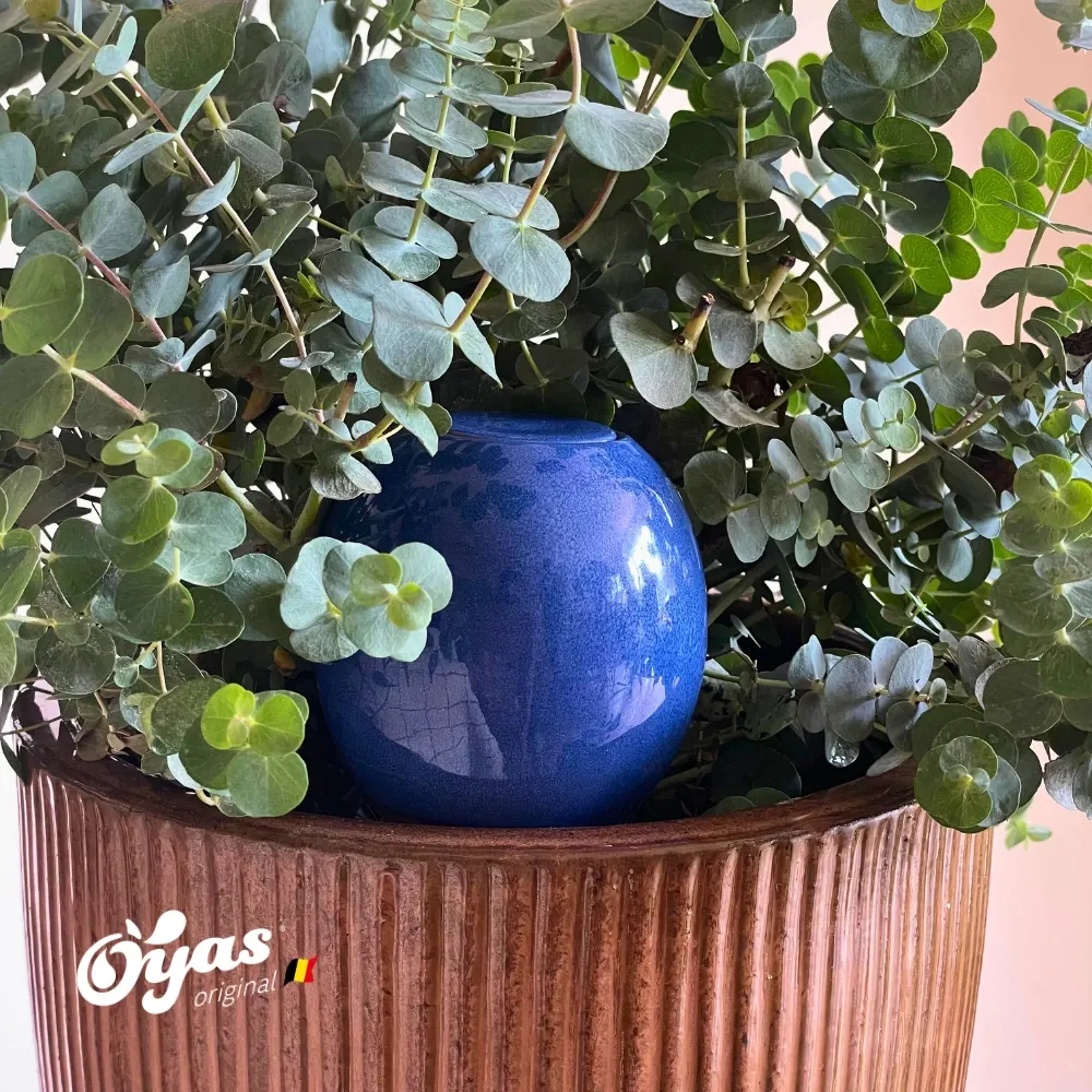 bleu.webp