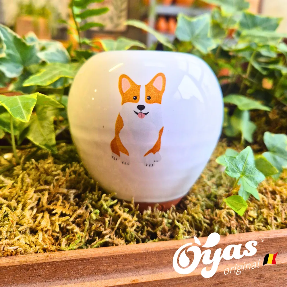 Oyas® à planter - Small Décorés
